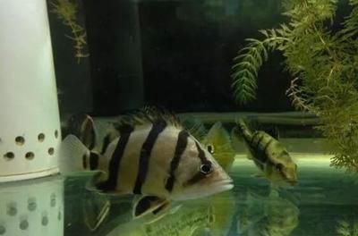 四纹虎鱼视频：关于四纹虎鱼的视频 泰国虎鱼 第3张