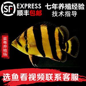 苏虎鱼是哪里的品种图片及价格：7+天包换苏门答腊印尼虎虎四纹虎活体虎鱼包肚包售价 苏虎 第1张