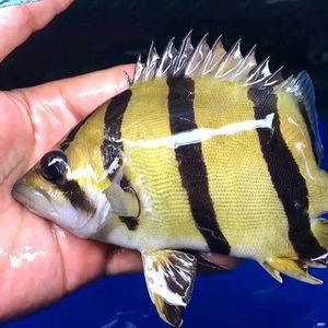三纹虎鱼能吃吗：三纹虎鱼可以食用但在食用时需要注意一些事项 印尼三纹虎 第2张