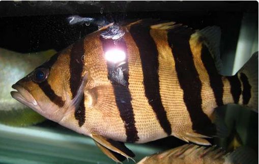 三纹虎鱼能吃吗：三纹虎鱼可以食用但在食用时需要注意一些事项 印尼三纹虎 第3张