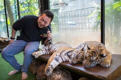 泰北虎与泰虎的区别：泰北虎和泰虎在外观、生活习性和饲养难度上都有所不同