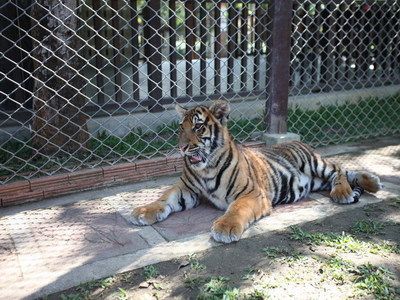 泰北虎与泰虎的区别：泰北虎和泰虎在外观、生活习性和饲养难度上都有所不同