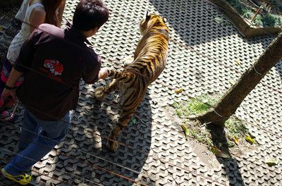 泰北虎与泰虎的区别：泰北虎和泰虎在外观、生活习性和饲养难度上都有所不同