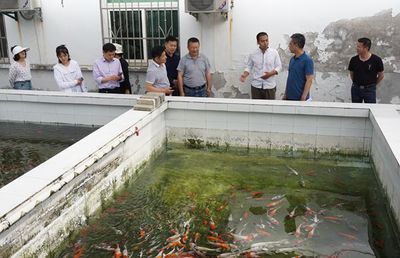 常见观赏鱼的人工繁殖实验报告图片：常见观赏鱼人工繁殖实验报告图片 未命名 第2张