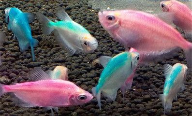 常见热带观赏鱼的品种识别：水族箱的种类有哪些？