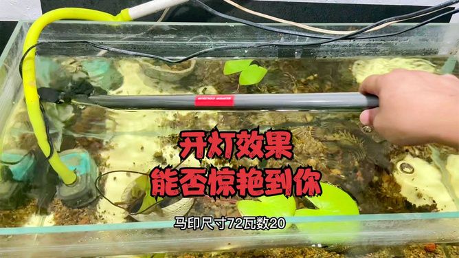 马印神灯能养草吗：马印神灯是否适合养草 马印水族 第4张