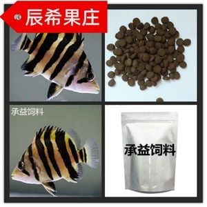 虎鱼喂什么饲料：虎鱼喂食饲料选择和注意事项 虎鱼百科 第1张