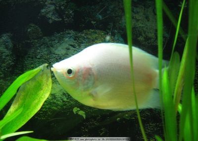 常见淡水观赏鱼类名称及图片：常见淡水观赏鱼类及其名称 未命名 第2张