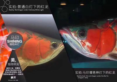 马印灯放在水族箱的哪个位置：马印灯放在水族箱的最佳放置位置取决于用户的需求和实际情况