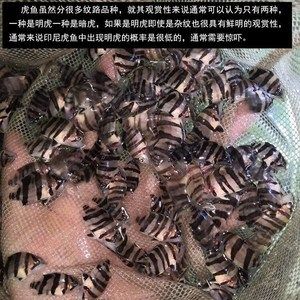 苏虎一直黑可以养吗：苏虎鱼一直黑可以养吗