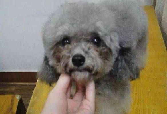 泰虎怎么样养护：泰国虎鱼和泰迪犬养护方法