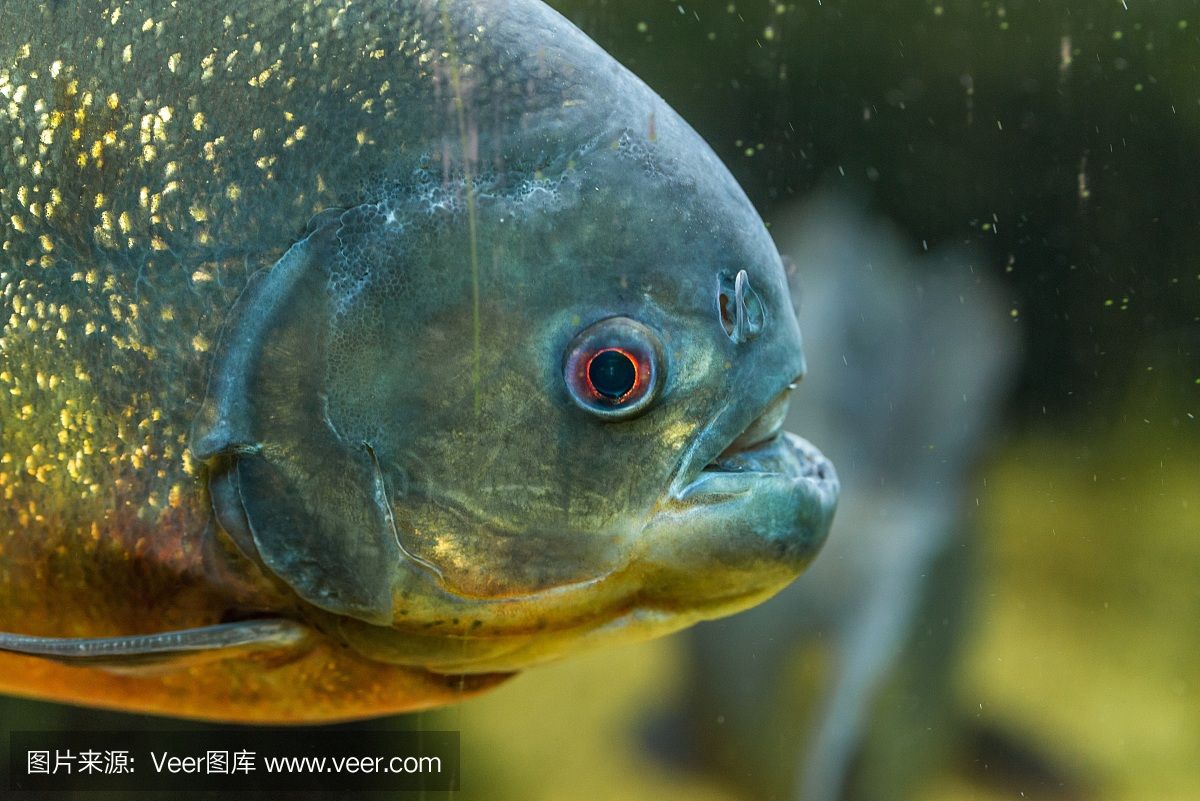 苏虎鱼喜欢吃什么食物和水：苏虎鱼对水质的要求虽不严苛但仍有一些特定的喜好