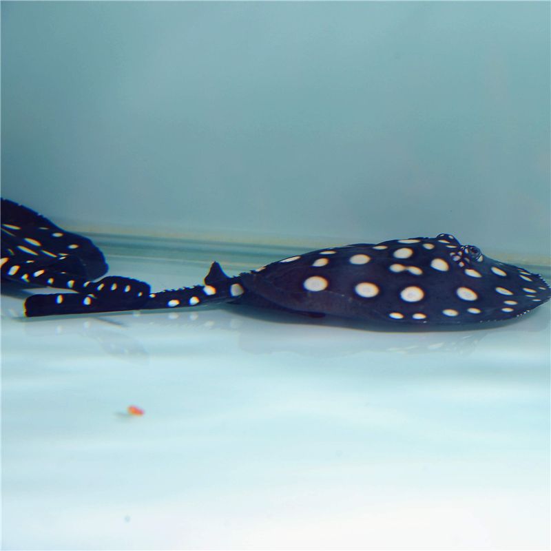 魟鱼公母大小一样吗：魟鱼公母的体型并非完全一样雄性魟鱼和雌性魟鱼的区别 魟鱼 第2张