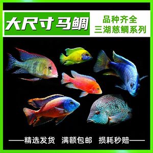 宠物观赏鱼常见的品种图片及价格：水族箱宠物观赏鱼观赏鱼的品种与宠物观赏鱼品种