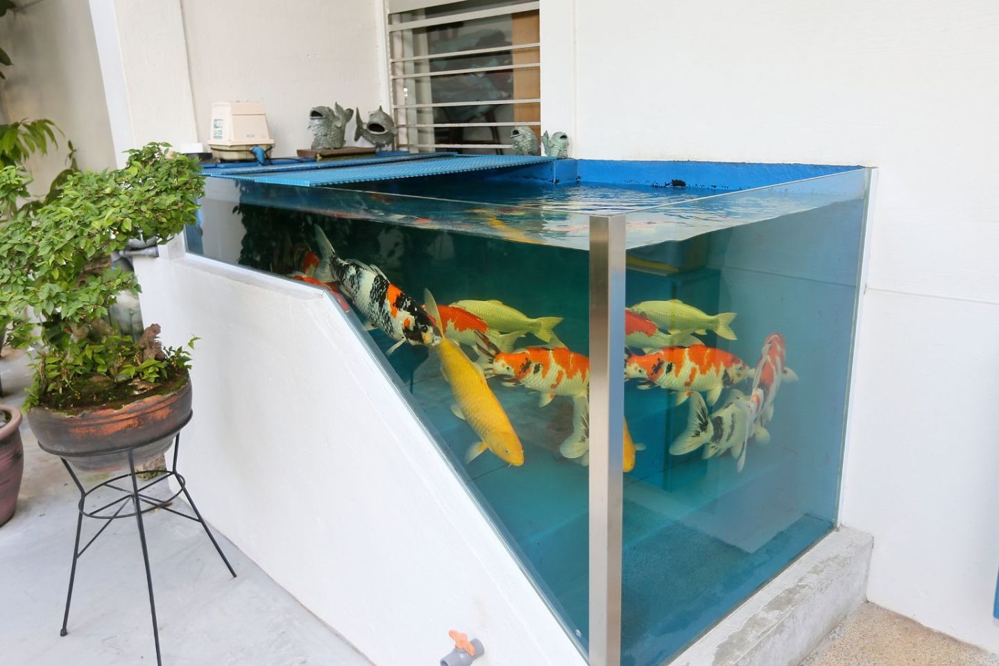 12米鱼缸养锦鲤效果图：12米的鱼缸养锦鲤效果图 鱼缸 第3张