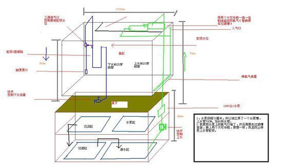 龙鱼吃白条鱼好吗：龙鱼可以吃白条鱼吗