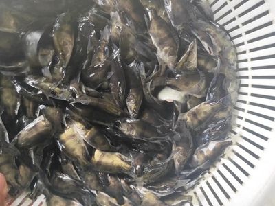 7公分的虎鱼喂什么饲料：7公分的虎鱼在喂养饲料时有以下几个要点 虎鱼百科 第1张