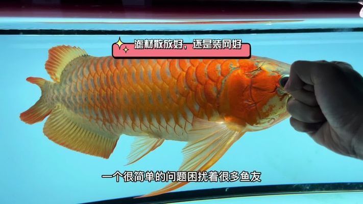 广州孟吉尔大颜的鱼怎么样：广州孟吉尔大颜的鱼怎么样广州孟吉尔大颜的鱼值得信赖和选择 广州孟吉尔 第2张