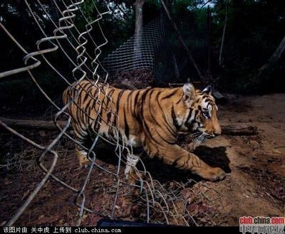 印度野生虎保护区：世界上野生虎数量最多的国家，印度建立多个老虎保护区 虎鱼百科 第3张