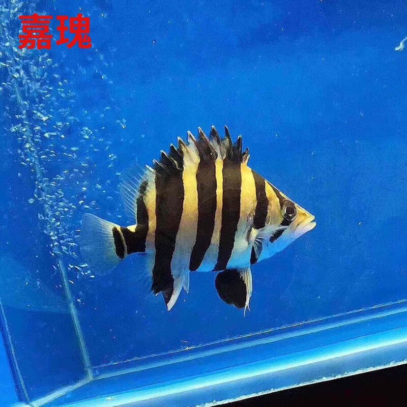 苏虎饲养温度：苏虎鱼的饲养温度 苏虎 第2张