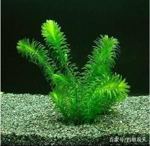 常见的鱼缸水草：皇冠草和皇冠草的养护方法