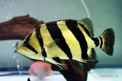 苏虎鱼为什么会变色：苏虎鱼为什么会变色，苏虎鱼的变色可能与其基因有关 苏虎 第1张