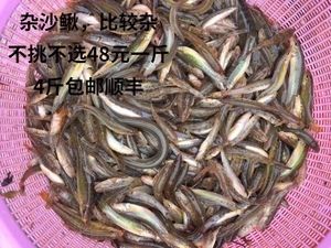 虎鱼多大可以喂泥鳅：虎鱼喂食泥鳅的时间并没有统一的规定 虎鱼百科 第1张