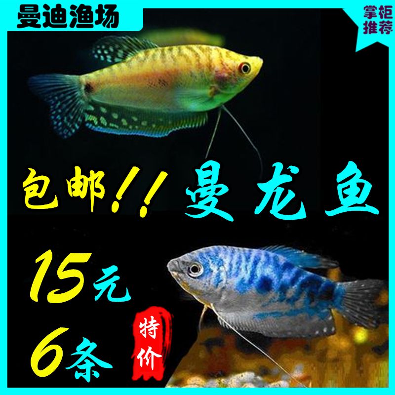 虎鱼配鱼底层是什么鱼：虎鱼可以与多种鱼类混养，其中一些适合放在鱼缸的底层 虎鱼 第1张