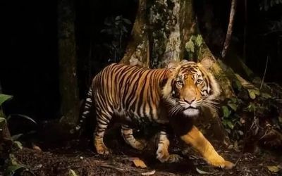 苏门答腊虎数量回升：极度濒危的物种苏门答腊虎数量回升 苏虎 第2张