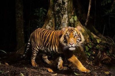 苏门答腊虎数量回升：极度濒危的物种苏门答腊虎数量回升 苏虎 第1张
