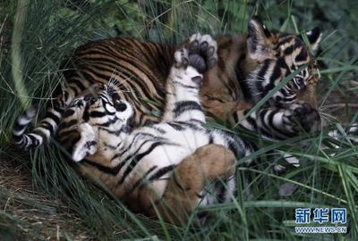 苏门答腊虎数量回升：极度濒危的物种苏门答腊虎数量回升 苏虎 第3张