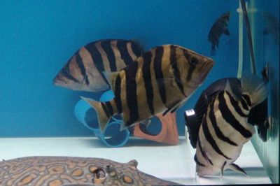 印尼虎鱼怎么才能黑纹变粗：印尼虎鱼怎么才能黑纹变粗，印尼虎鱼饲养和管理的信息 虎鱼 第2张