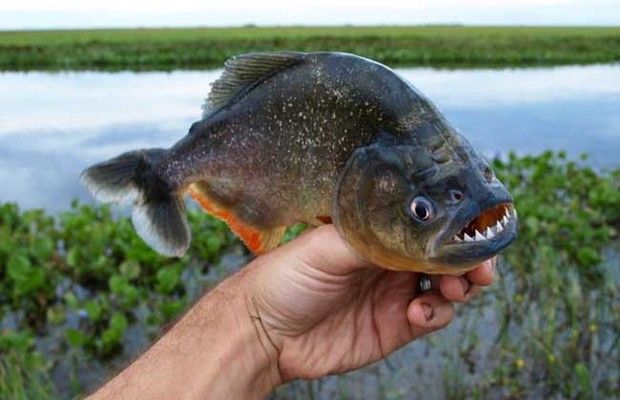 泰国虎鱼怎么吃最好：泰国虎鱼的最佳喂食方式 泰国虎鱼 第3张