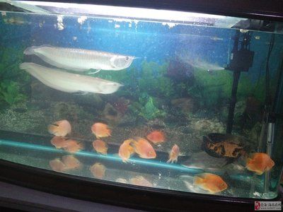 1.2米鱼缸能养几条银龙鱼：1.2米的鱼缸能养几条银龙鱼 鱼缸 第3张
