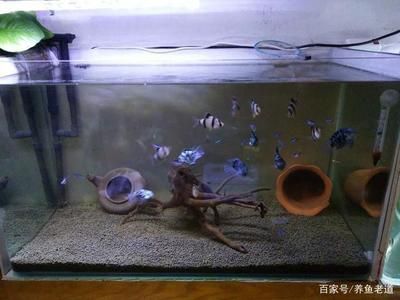 1.2米鱼缸能养几条银龙鱼：1.2米的鱼缸能养几条银龙鱼 鱼缸 第2张