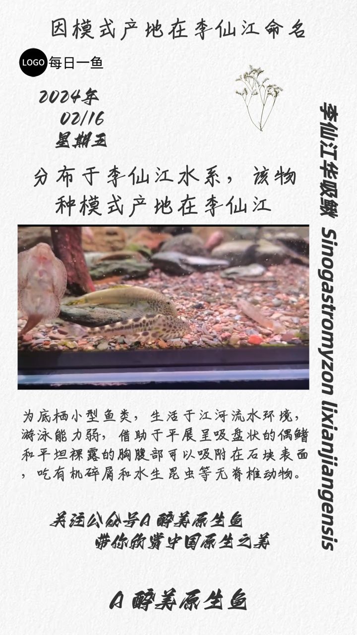 李仙江华吸鳅：分布在李仙江水系 观赏鱼论坛