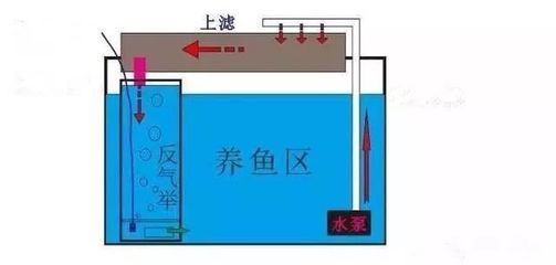 1.2米鱼缸出水口最佳位置图：1.2米以上的鱼缸出水口最佳位置图解和注意事项 鱼缸百科 第2张