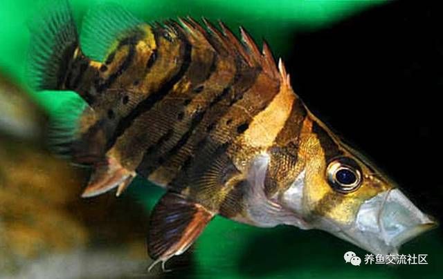 皇冠魟鱼小时候点发黄：皇冠魟鱼小时候点发黄可能是由于遗传因素、饲养者的养护方法 魟鱼 第2张