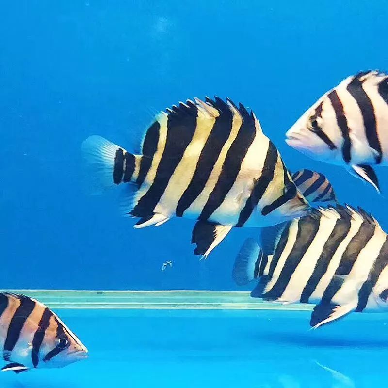 皇冠魟鱼小时候点发黄：皇冠魟鱼小时候点发黄可能是由于遗传因素、饲养者的养护方法 魟鱼 第3张