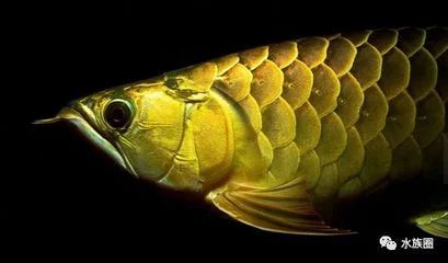 龙鱼多少年的物种：龙鱼是一种具有悠久历史的淡水鱼，其起源可以追溯到远古时期 龙鱼百科 第2张