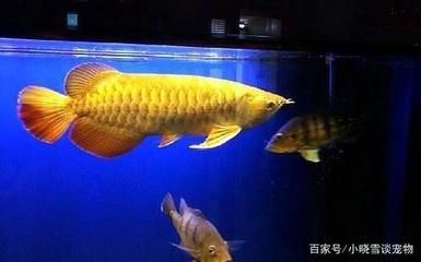 12条金鱼平均放在3个鱼缸里：12条金鱼平均分配到3个鱼缸中 鱼缸定做 第2张