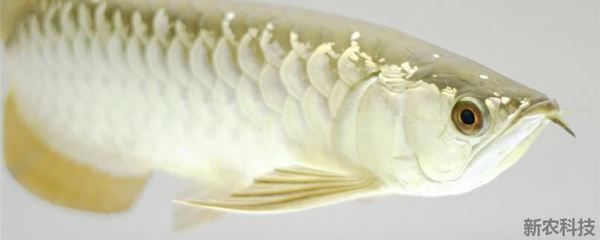 金龙鱼 肉食：关于金龙鱼的食性和喂食频率的一些详细信息 龙鱼百科 第3张