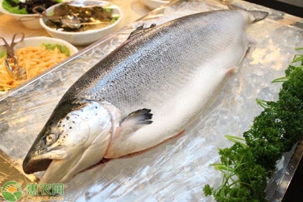 印尼虎鱼能吃吗：印尼虎鱼可以作为食物食用，但应注意其带毒的安全卫生 虎鱼 第2张
