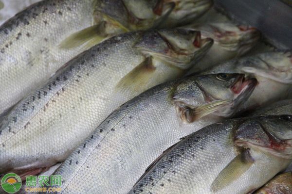 印尼虎鱼能吃吗：印尼虎鱼可以作为食物食用，但应注意其带毒的安全卫生 虎鱼 第3张