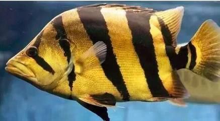 虎鱼长啥样子：虎鱼是一种大型肉食性鱼类，以其独特的外观和行为而闻名 泰国虎鱼 第1张
