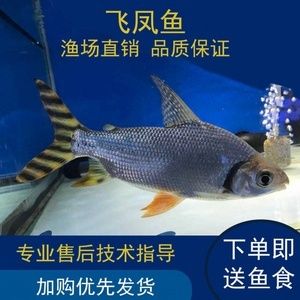 虎鱼功效与作用禁忌是什么：虎鱼功效与作用 虎鱼百科 第2张