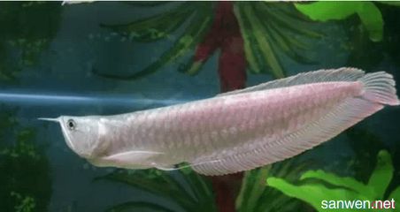 如何养银龙鱼：养银龙鱼的注意事项 龙鱼百科