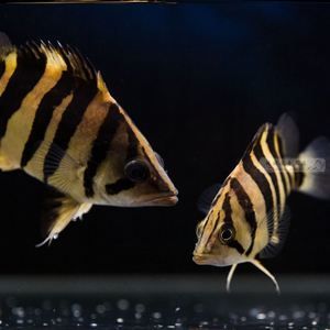 印尼虎鱼活体图片：关于印尼虎鱼的一些小知识 虎鱼 第1张