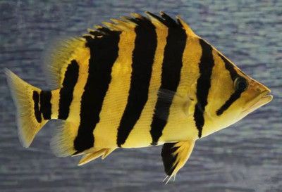 印尼虎鱼褪色变白：印尼虎鱼褪色变白可能是由于基因特性、环境变化引起 虎鱼 第3张