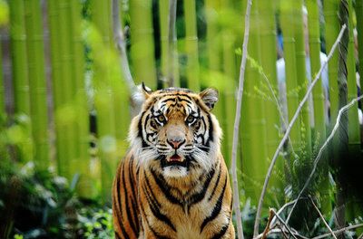 苏门答腊虎寓意是什么：苏门答腊虎寓意是什么苏门答腊虎寓意是什么 苏虎 第3张